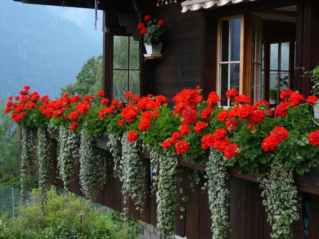 Chalet Acheregg Wengen Exteriér fotografie